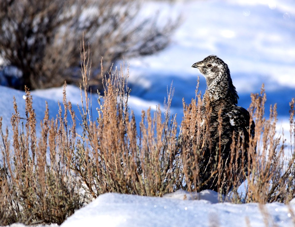 Greater sage-grouse on Seedskadee National Wildlife Refuge