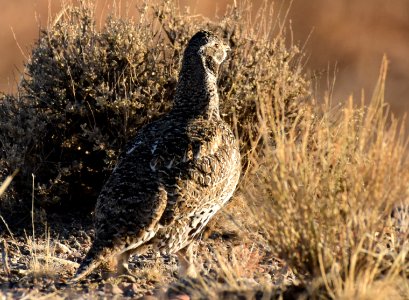 Greater sage-grouse at Seedskadee National Wildlife Refuge photo