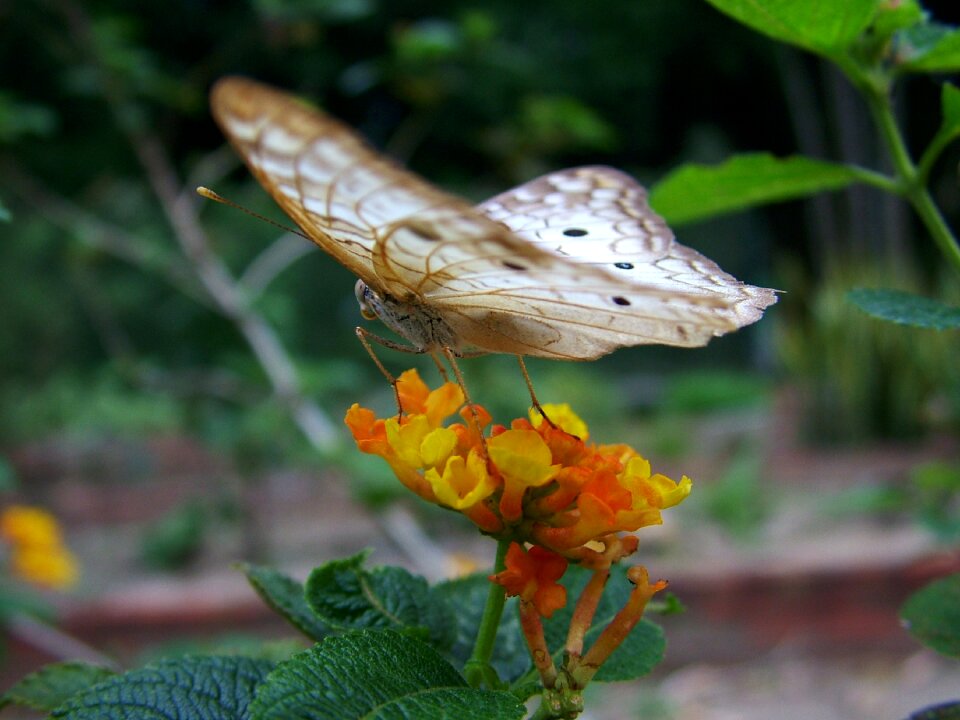 Flower garden wings