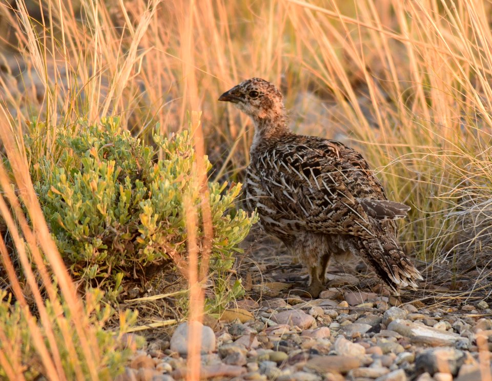 Greater sage-grouse chick at Seedskadee National Wildlife Refuge