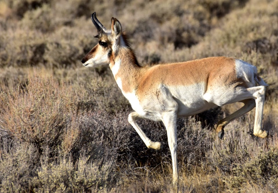 Pronghorn at Seedskadee National Wildlife Refuge