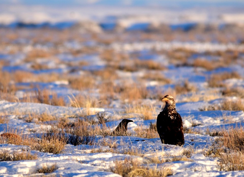 Juvenile bald eagle and common raven at Seedskadee National Wildlife Refuge