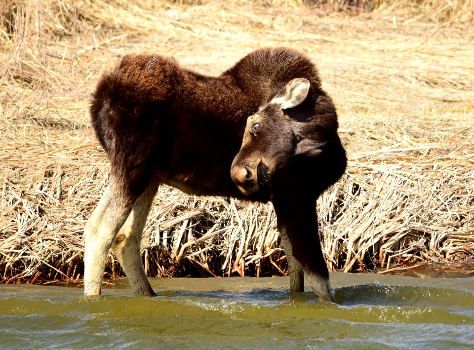 Bull moose at Seedskadee National Wildlife Refuge