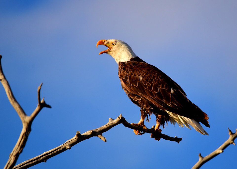 Bald eagle at Seedskadee National Wildlife Refuge