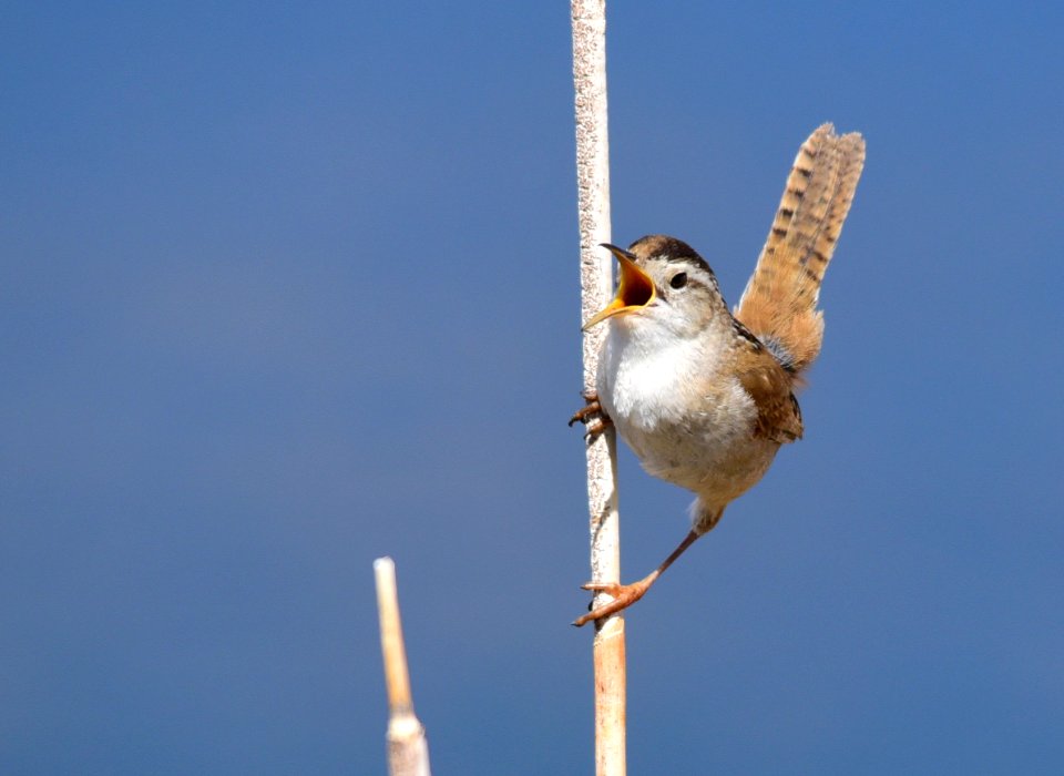 Marsh wren at Seedskadee National Wildlife Refuge