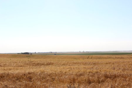 Ripe Barley Field photo