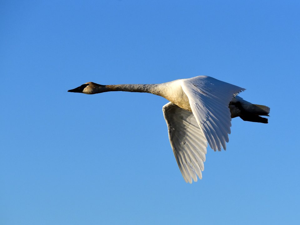 Trumpeter swan at Seedskadee National Wildlife Refuge