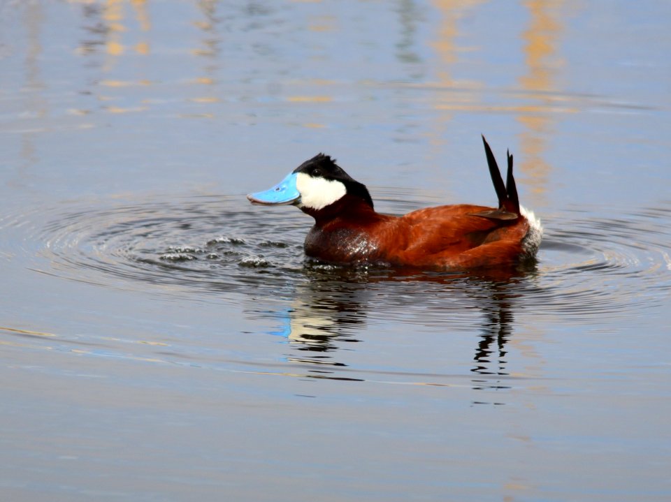 Ruddy duck at Seedskadee National Wildlife Refuge