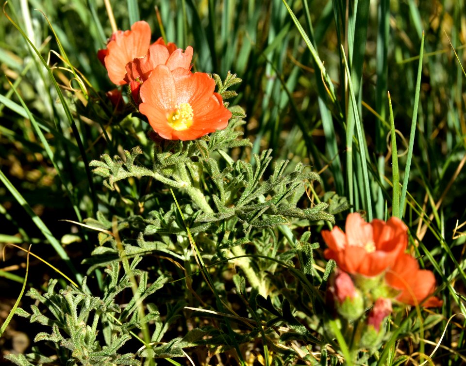 Scarlet globemallow at Arapaho National Wildlife Refuge