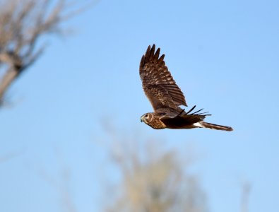 Northern harrier at Seedskadee National Wildlife Refuge
