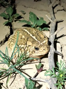 Great Plains Toad