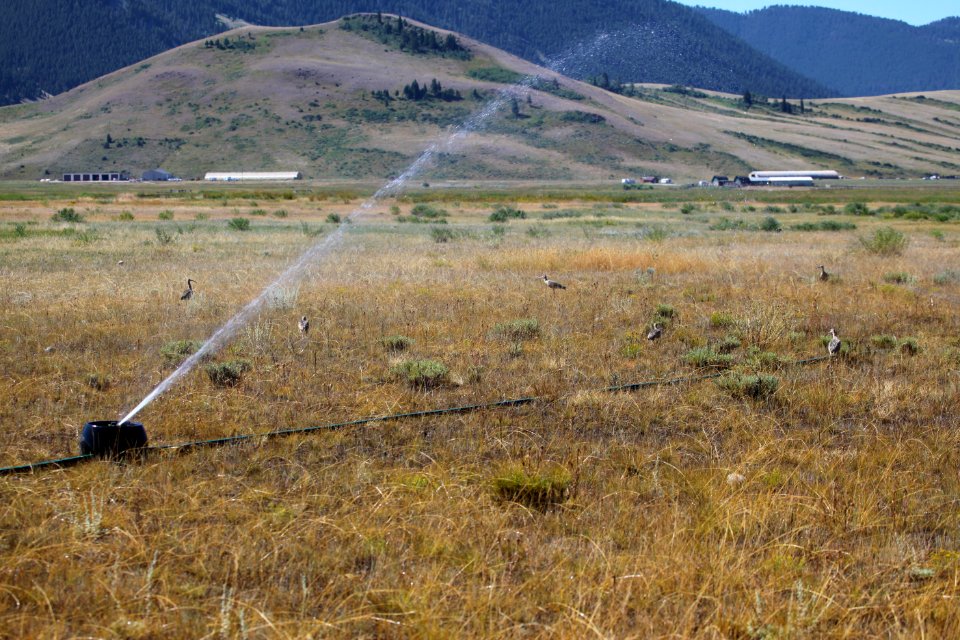 Curlews & Irrigation