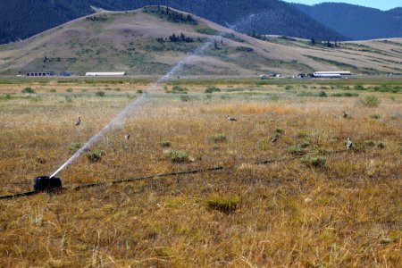 Curlews & Irrigation photo