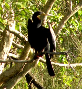 Darter (Anhinga melanogaster) photo