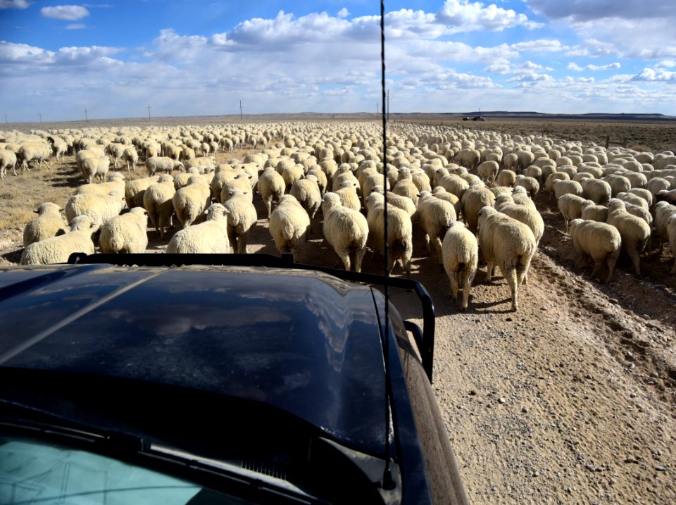 A Wyoming traffic jam at Seedskadee National Wildlife RefugeWR