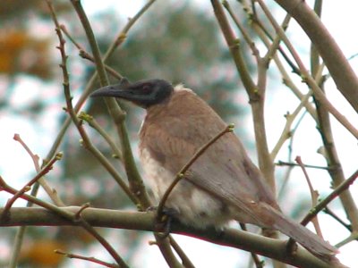 Noisy Friarbird (Philemon corniculatus) photo