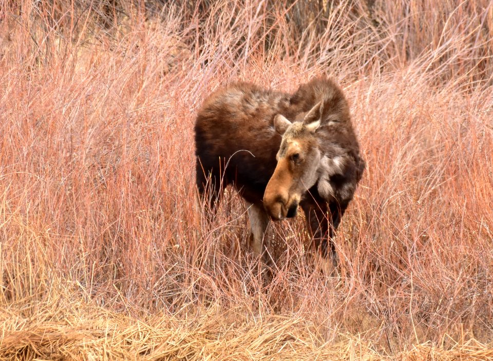 Moose at Seedskadee National Wildlife Refuge