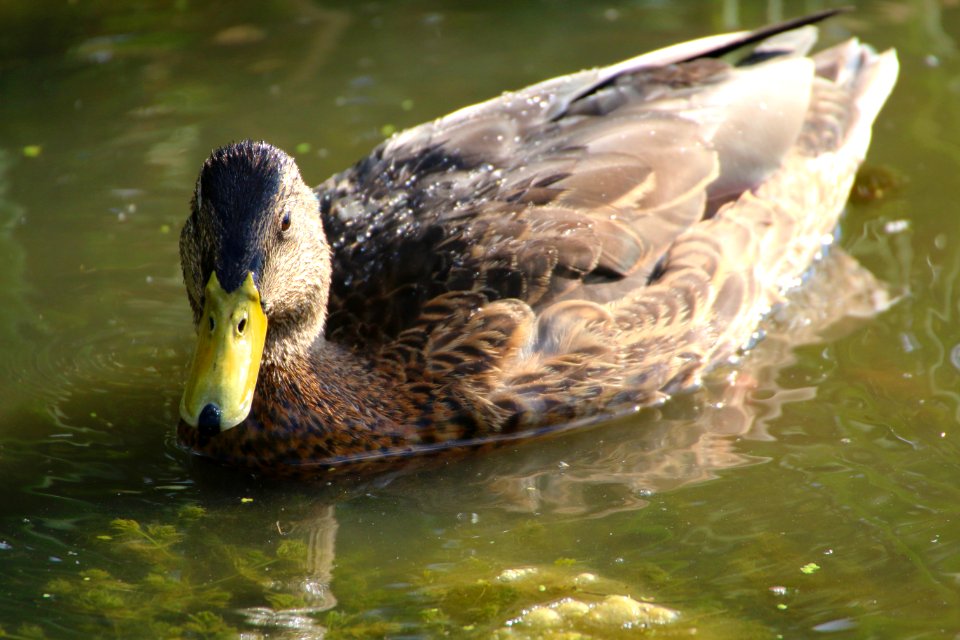 Male Mallard