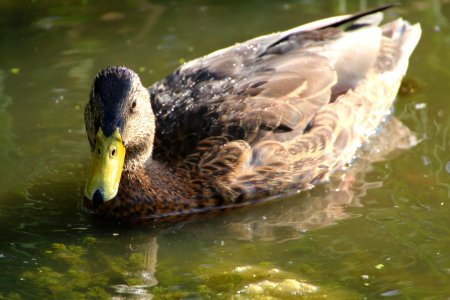 Male Mallard