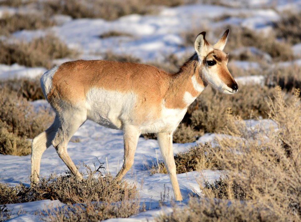 Pronghorn at Seedskadee National Wildlife Refuge