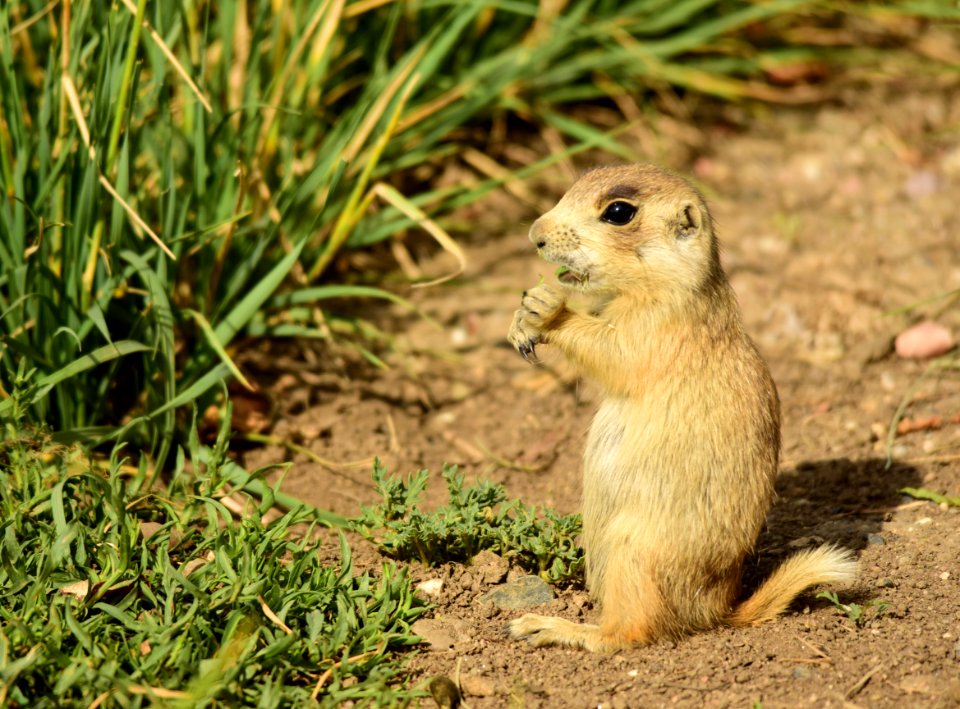 White-tailed prairie dog at Arapaho National Wildlife Refuge