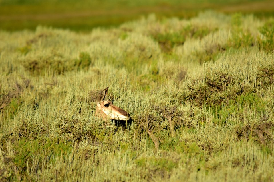 Pronghorn at Arapaho National Wildlife Refuge