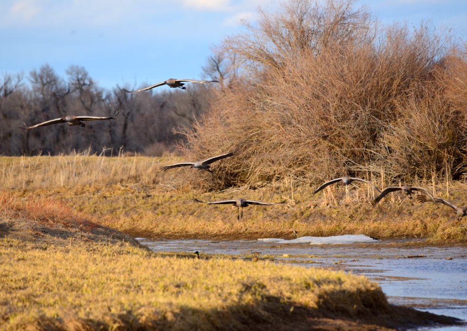 Sandhill cranes at Seedskadee National Wildlife Refuge