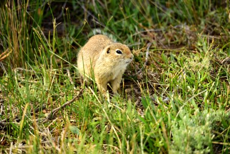 Wyoming ground squirrel at Arapaho National Wildlife Refuge photo