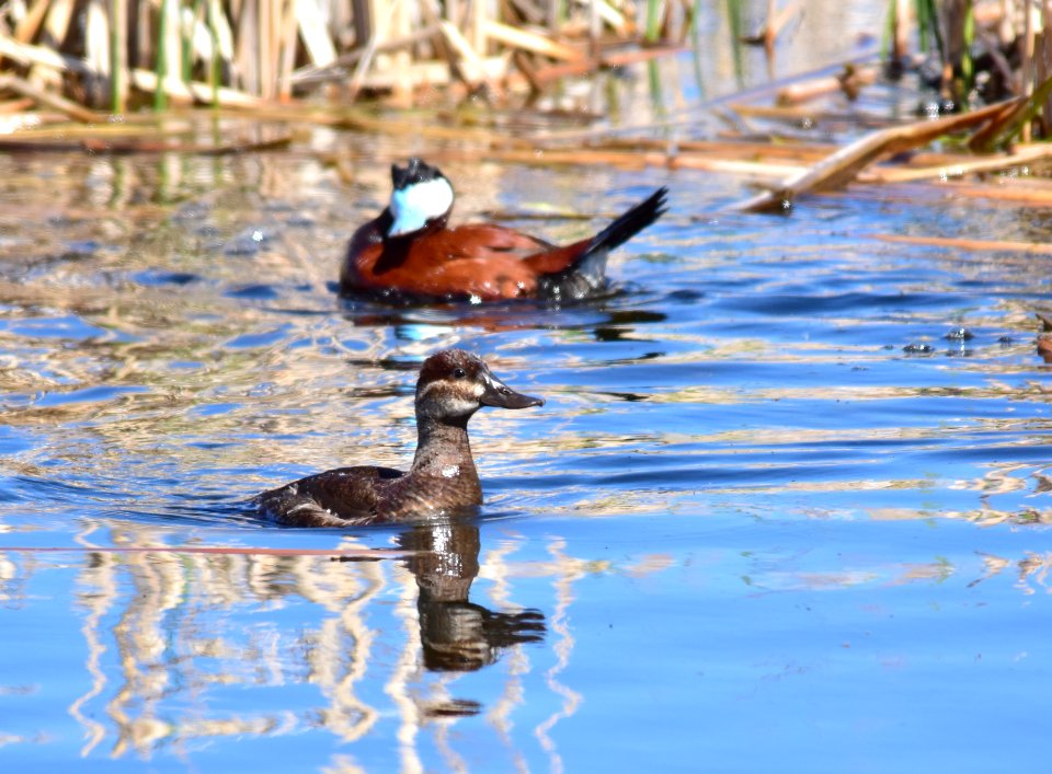 Ruddy duck at Seedskadee National Wildlife Refuge