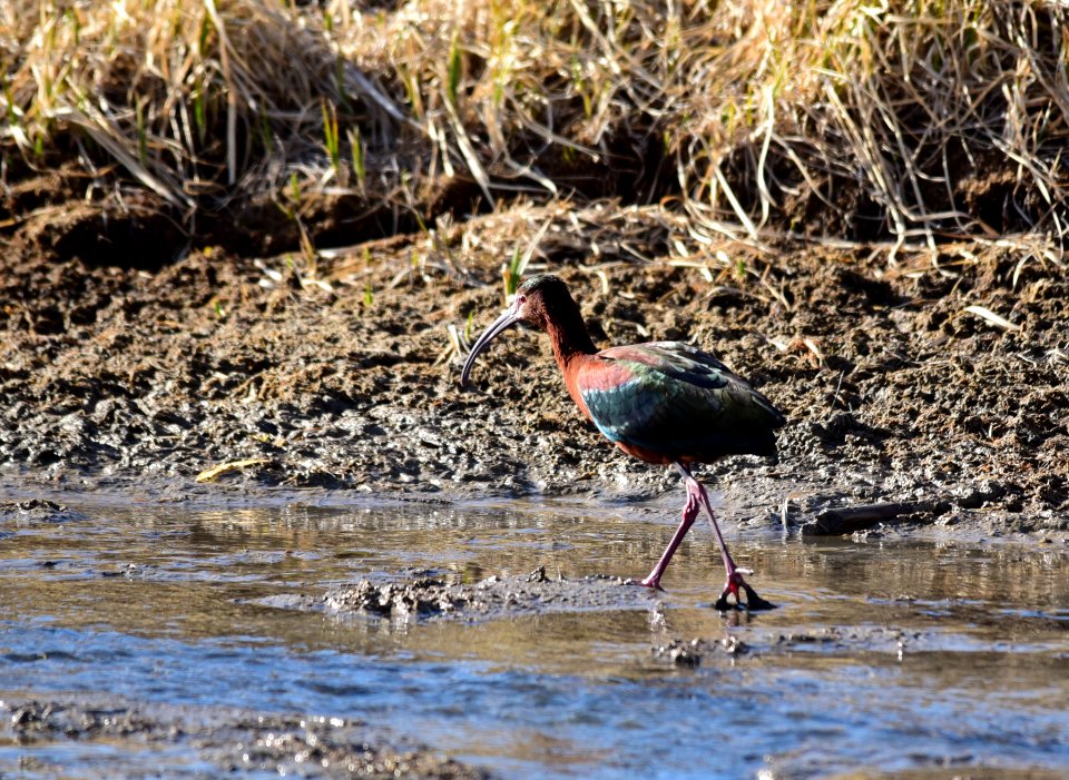 White-faced ibis at Seedskadee National Wildlife Refuge