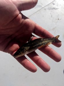 Rio Grand Chub photo