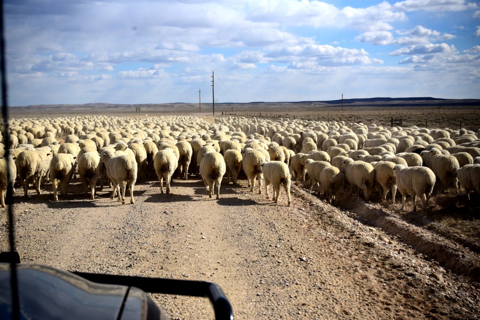 A Wyoming traffic jam at Seedskadee National Wildlife RefugeWR