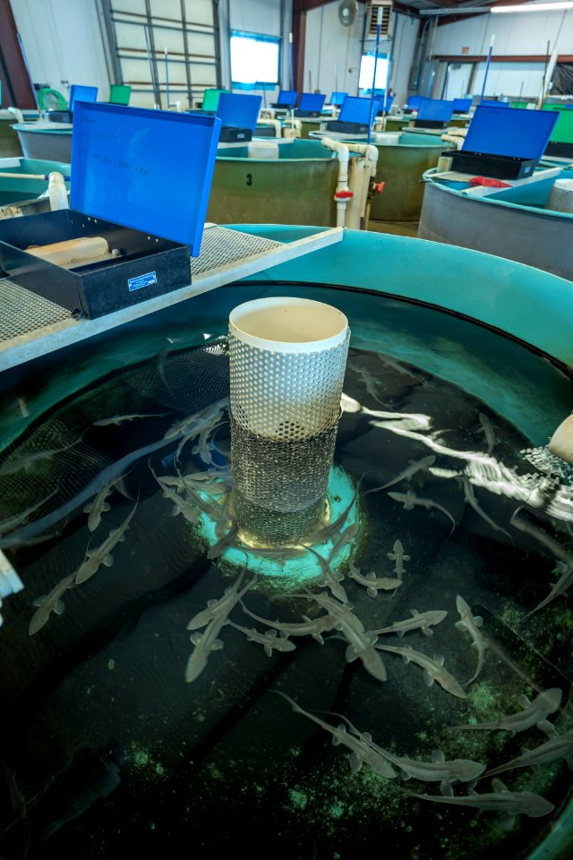 Pallid sturgeon at a hatchery