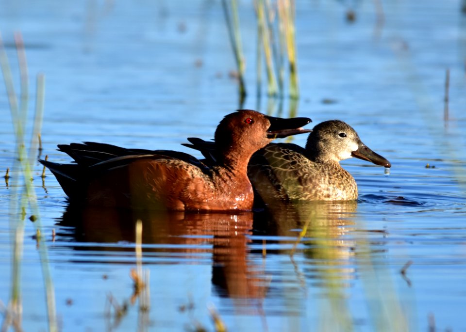 Cinnamon teal at Seedskadee National Wildlife Refuge