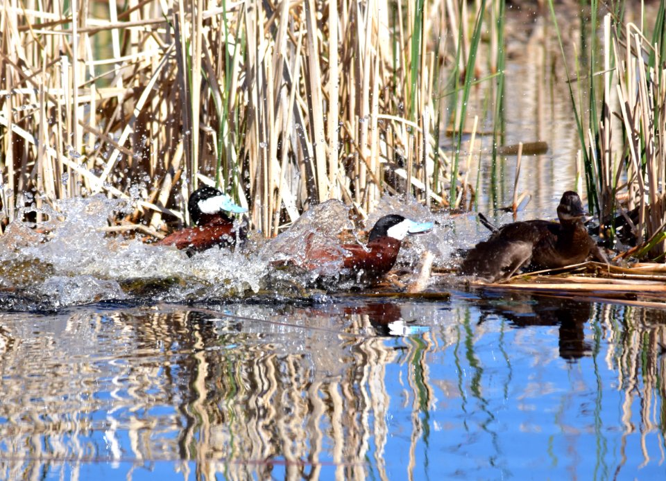Ruddy duck at Seedskadee National Wildlife Refuge