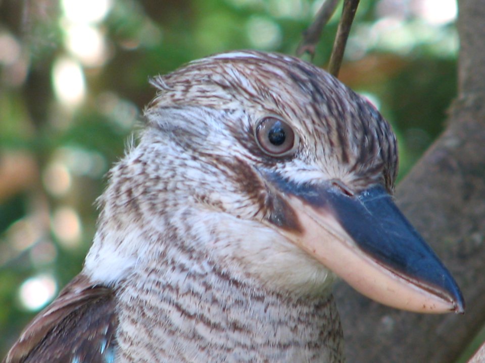 Blue-winged Kookaburra