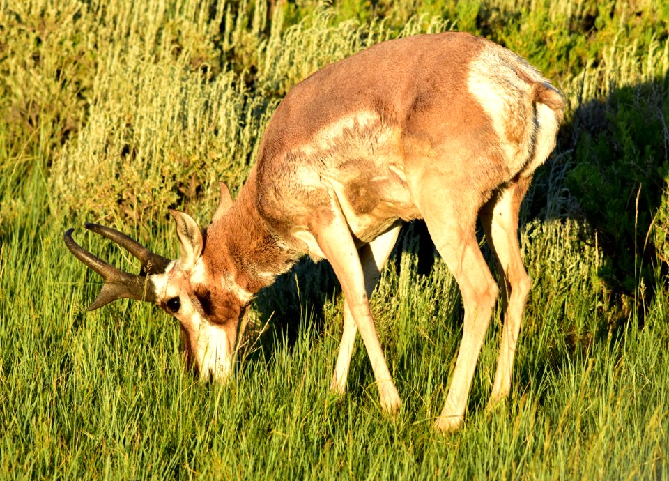 Pronghorn at Arapaho National Wildlife Refuge