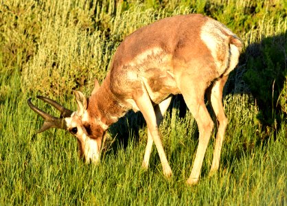 Pronghorn at Arapaho National Wildlife Refuge