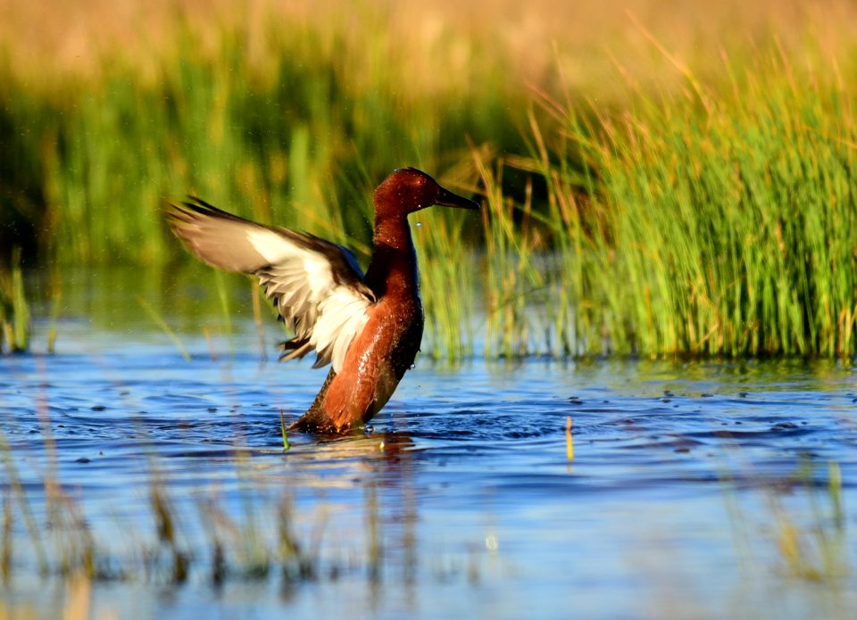 Cinnamon teal at Seedskadee National Wildlife Refuge