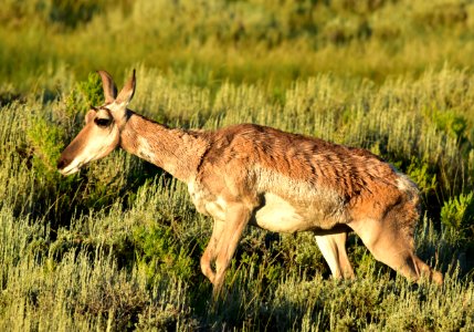 Pronghorn at Arapaho National Wildlife Refuge