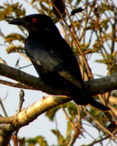 Spangled Drongo (Dicrurus bracteatus) photo