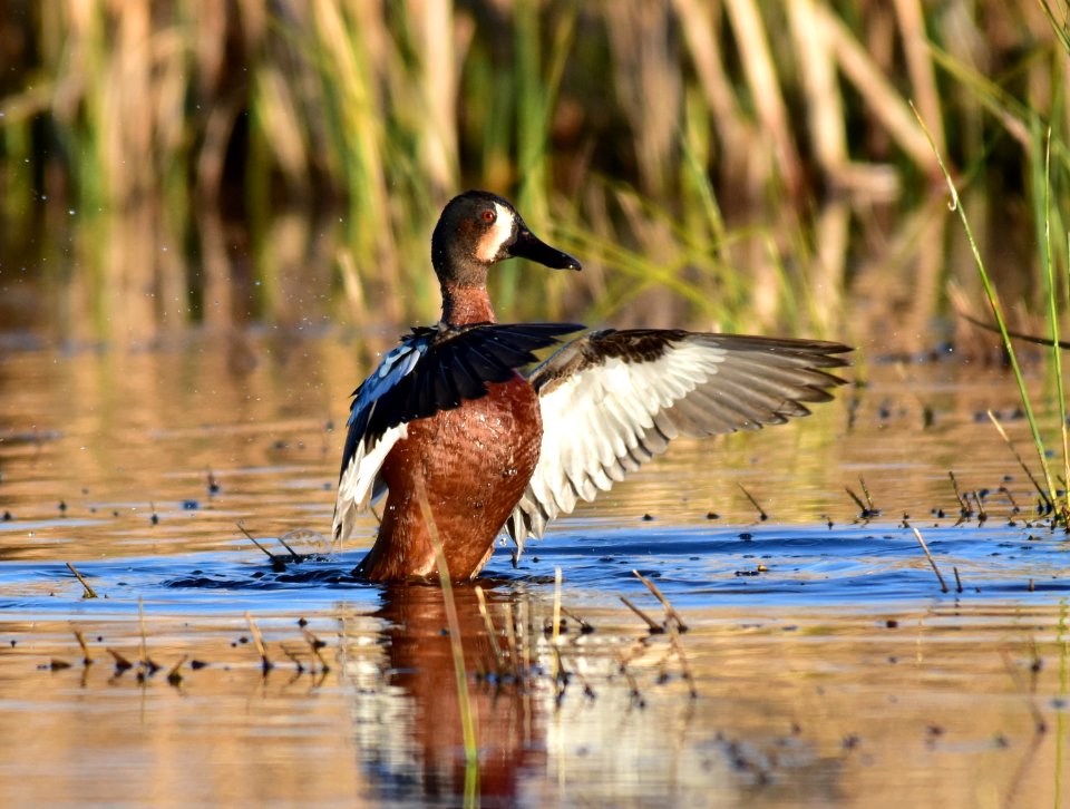 Cinnamon X blue-winged teal cross at Seedskadee National Wildlife Refuge