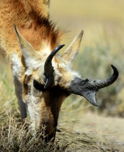Pronghorn at Seedskadee National Wildlife Refuge