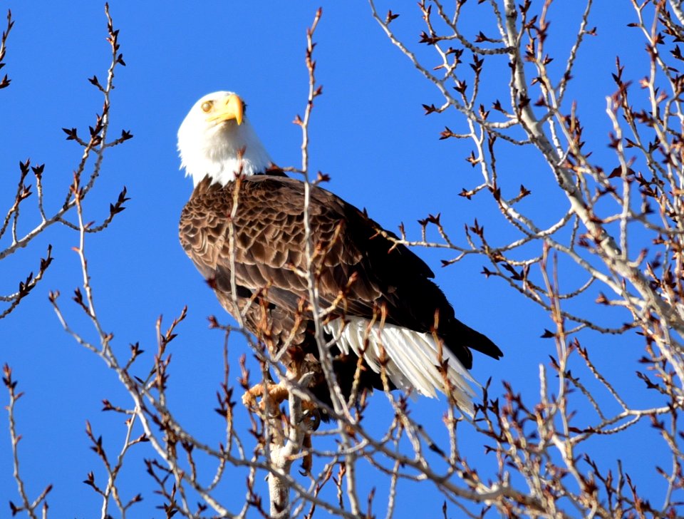 Bald eagle on Seedskadee National Wildlife Refuge