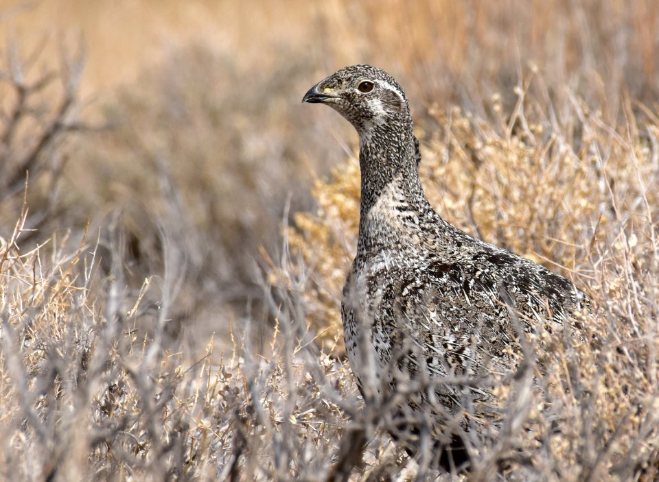 Greater sage-grouse at Seedskadee National Wildlife Refuge