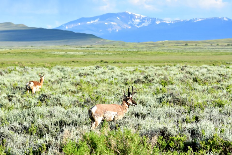 Pronghorn at Arapaho National Wildlife Refuge