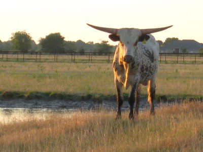 Longhorn