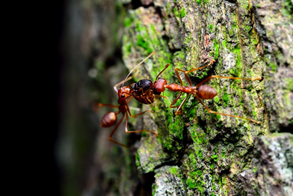 Insects bugs is