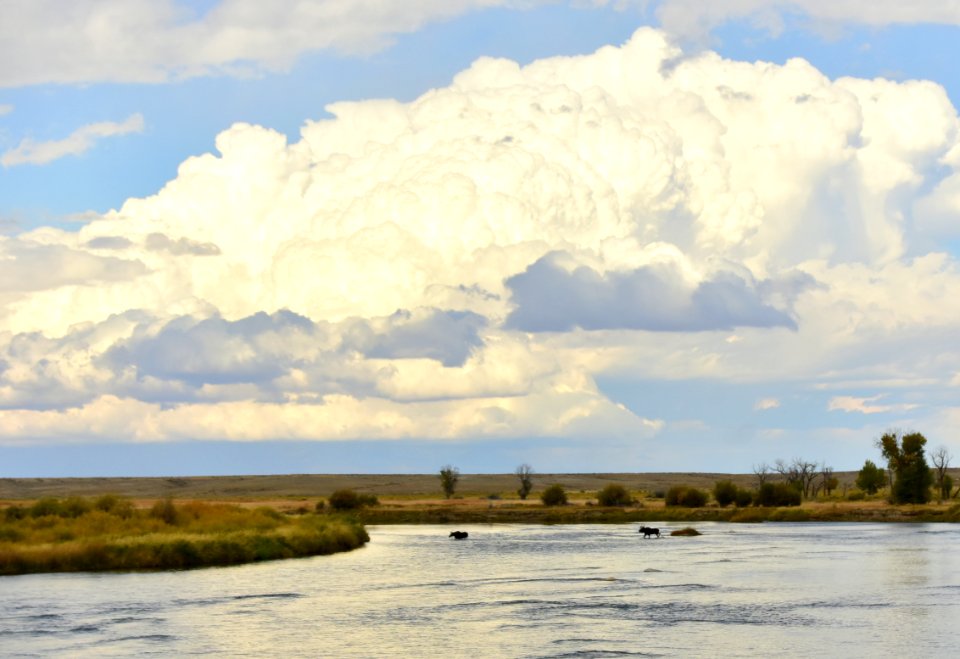 Moose at Seedskadee National Wildlife Refuge