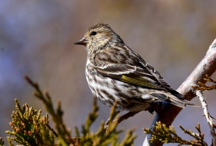 Pine Siskin